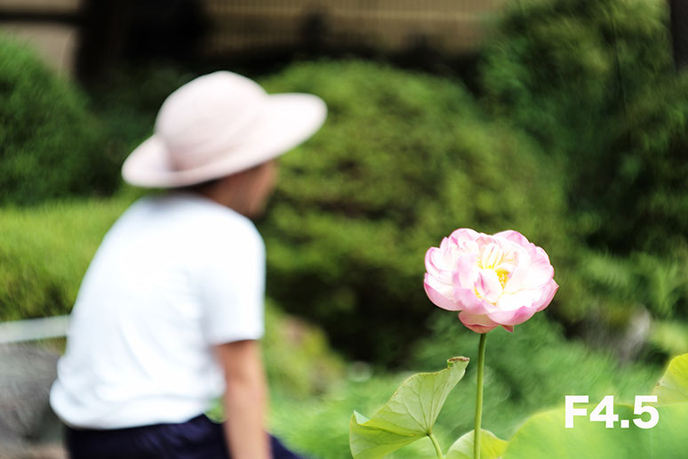 Leica M-P type240 ライカ タンバールM F2.2/90mmLeica Thambar M F2.2/90mm ハス　lotus