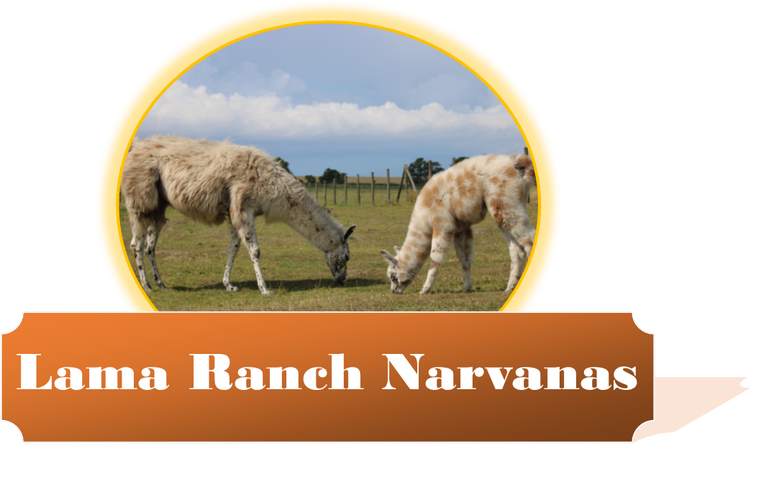 lama-ranch-narvanass Webseite!