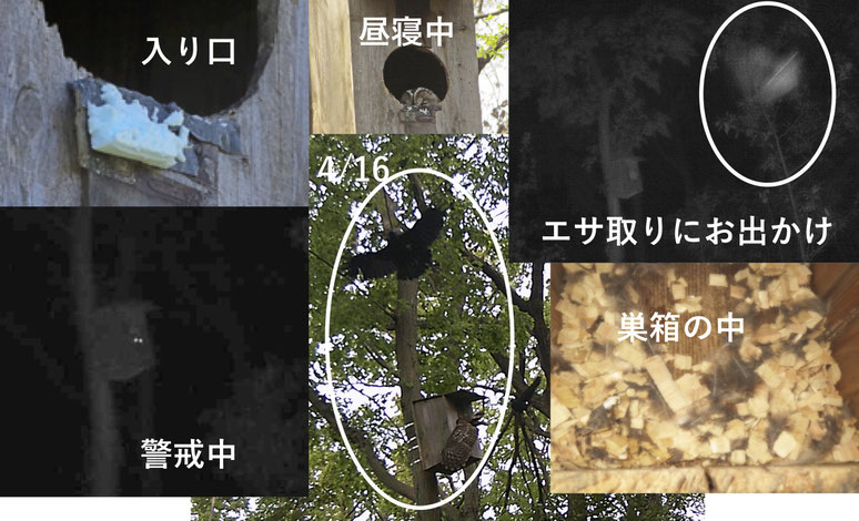カーリットの森を守る市民の会 公式ホームページ 横浜市保土ヶ谷区 カーリットの森を守る市民の会 緑の回廊 日本カーリット社