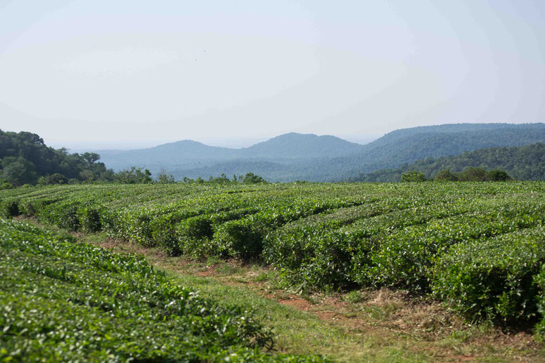 Misiones concentra el 95% del cultivo de Camellia sinensis. Foto: Joaquin Valdez