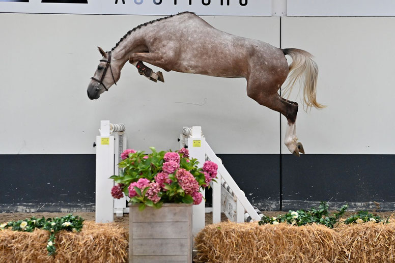 De 3-jarige Narlinia-F (Glasgow van 't Merelsnest x Zürich) lijkt een buitengewoon paard voor de toekomst