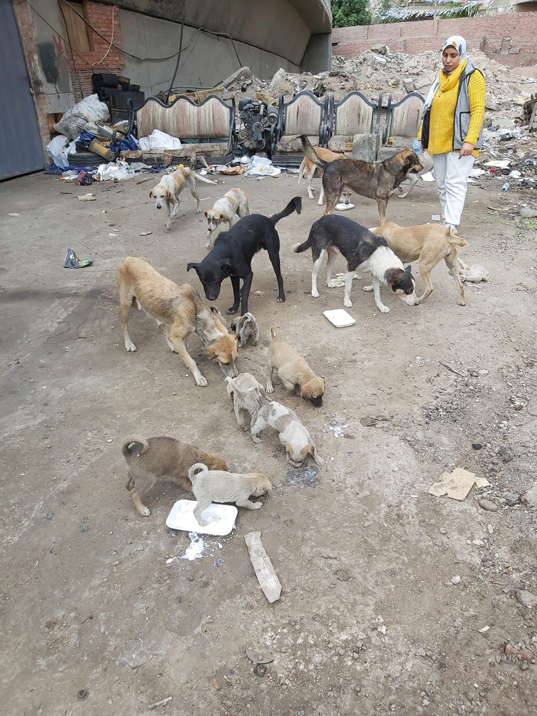 Bilkes bei der Fütterung von Straßenhunden