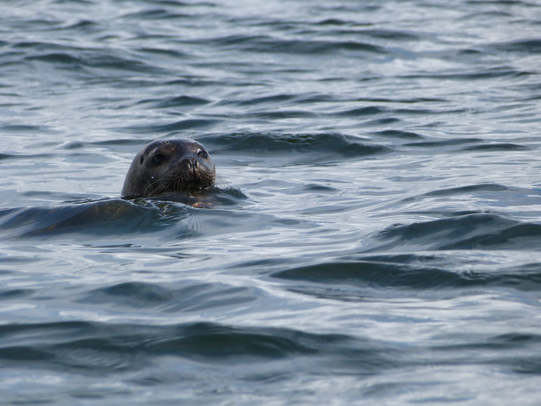 seal, the dower house, isle of islay, scotland