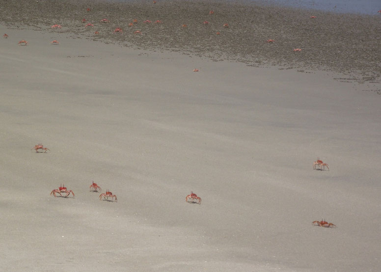 Red crabs, Cabo Blanco, Peru