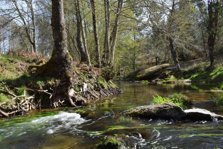 Caripito, river, Portugal