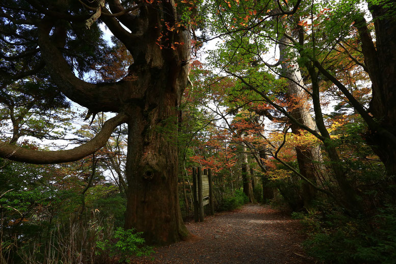 樹齢500年を越える杉の巨木に圧倒される