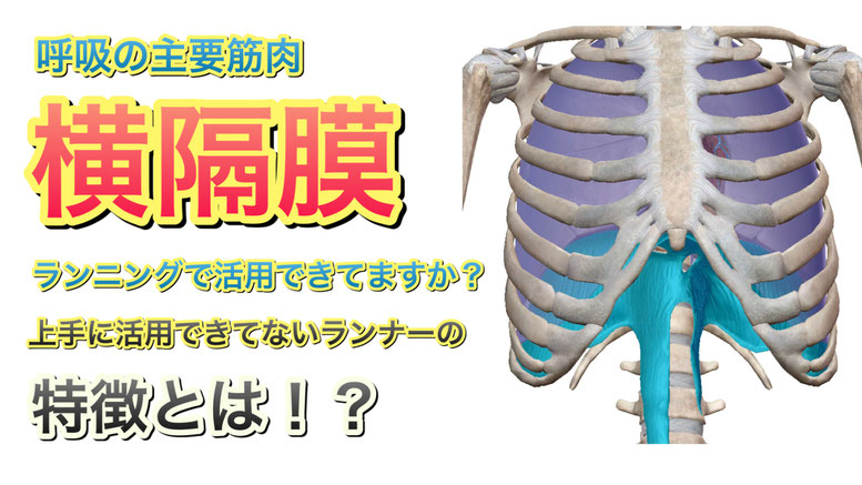 ランナーにとって重要な呼吸筋である横隔膜について
