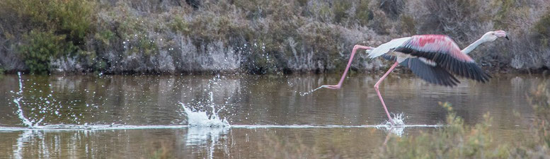 Flamingos auf Mallorca, Naturpark S'Albufera de Mallorca