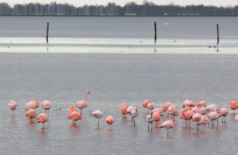 Flamingos in den Niederlanden