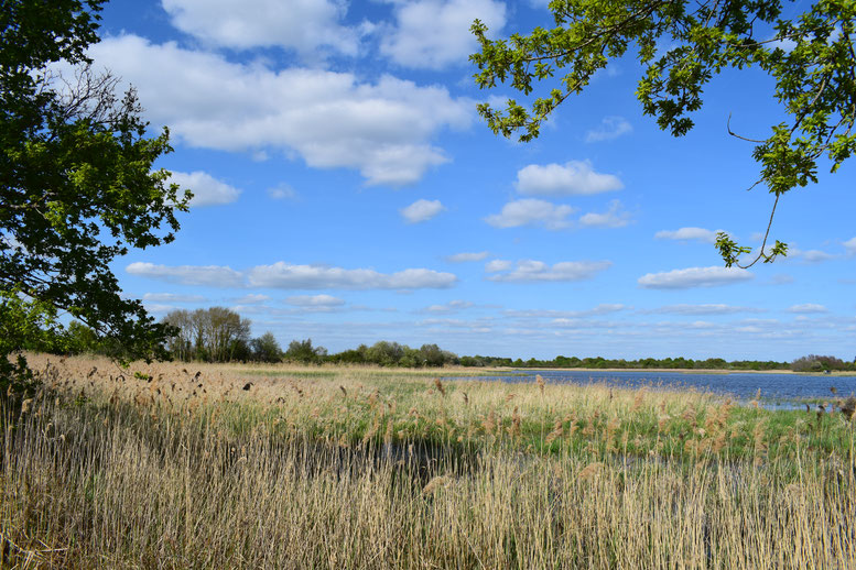 Landes de Gascogne Regional Natural Park