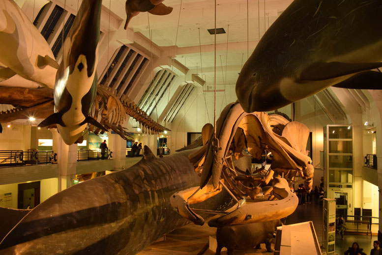 Whale models and skeletons, Natural History Museum, London