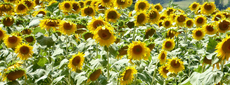 Sonnenblumenfelder vor dem Ort Volterra