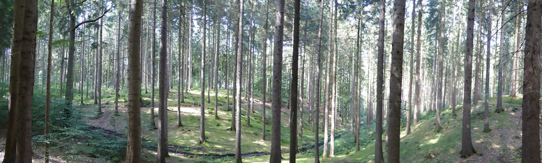 Bild: Panoramaaufnahme des Waldes im Sachsenwald