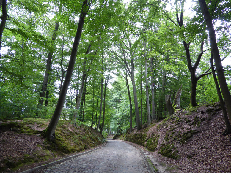 Bild: Höhlenweg im Sachsenwald