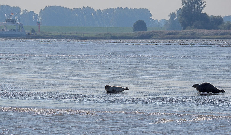 Bild: Seehunde am Strand der Niederelbe