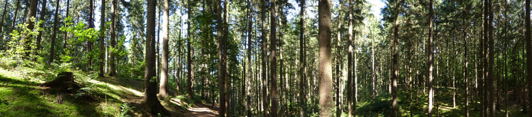 Bild: Panoramaaufnahme des Waldes im Sachsenwald
