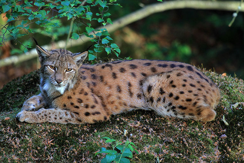 Luchs