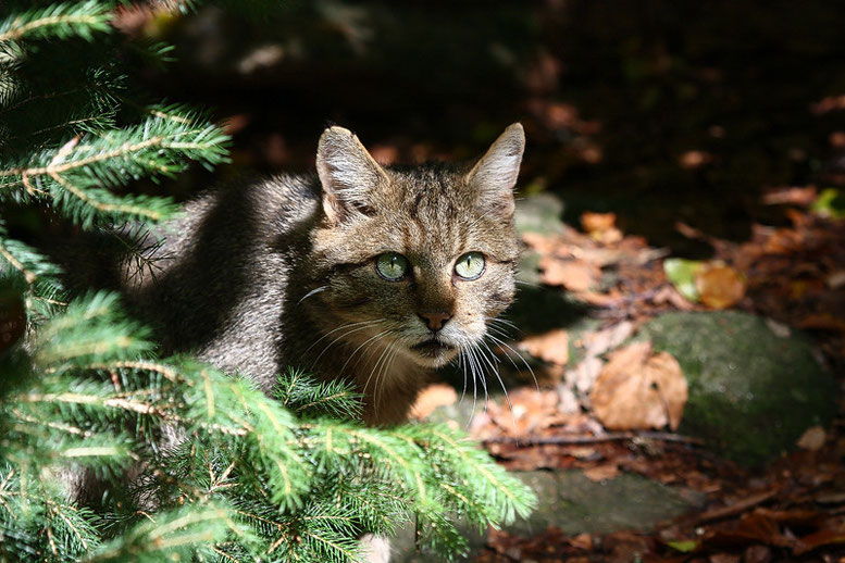 Wildkatze