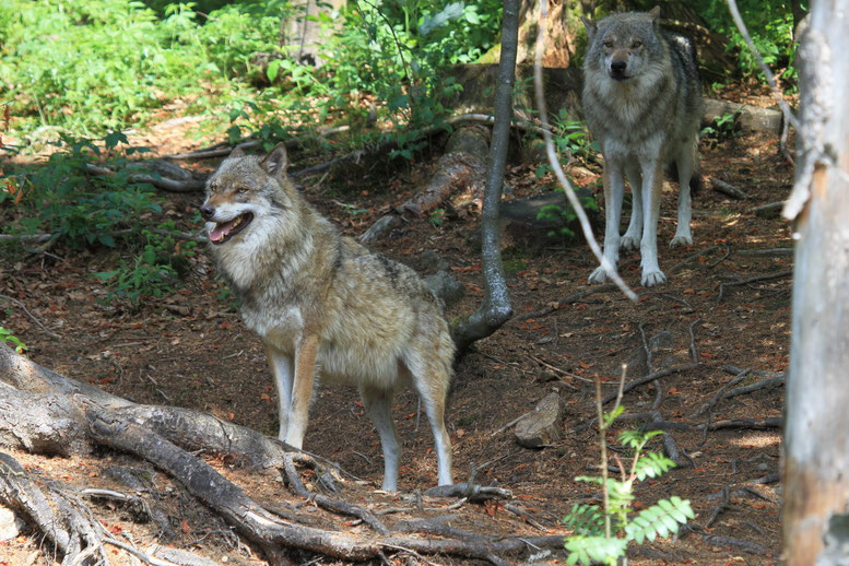 Wolf