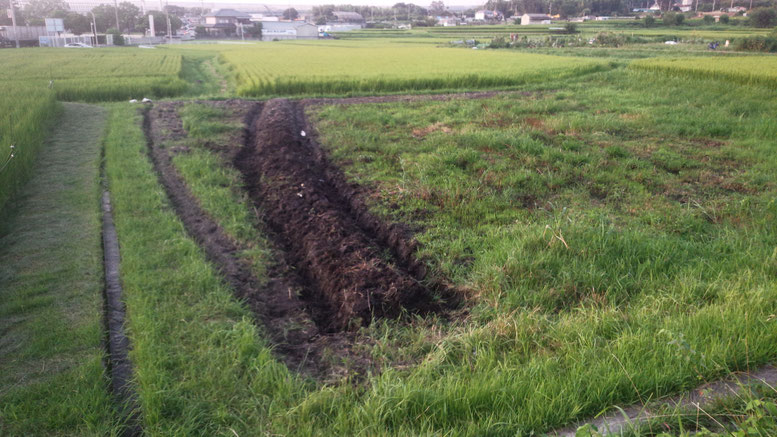 　8月26日　秋野菜に向けての　畝づくり　　