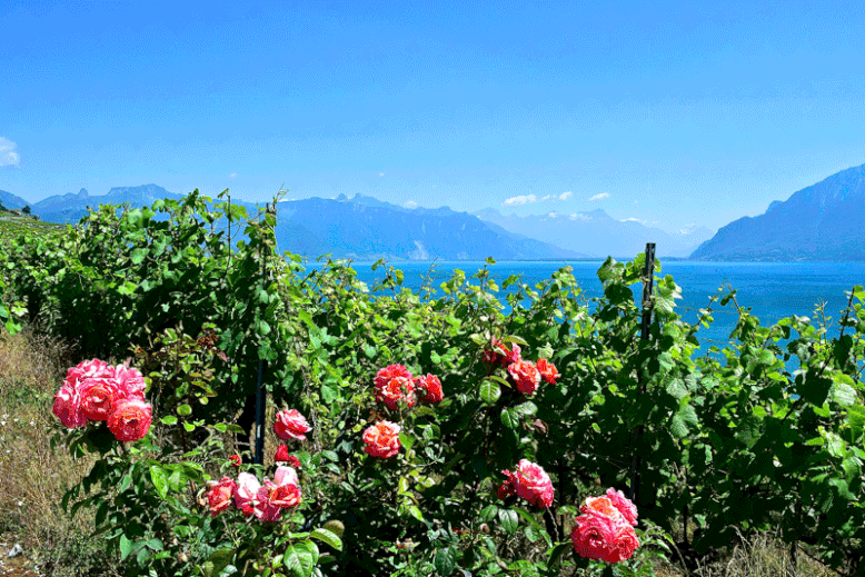 A Scenic Hike through the Vineyards of Lavaux, Switzerland