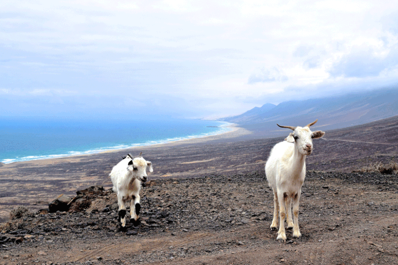 7 Days in Fuerteventura - Parque Natural Jandia - On the Way to the Cofete Beach