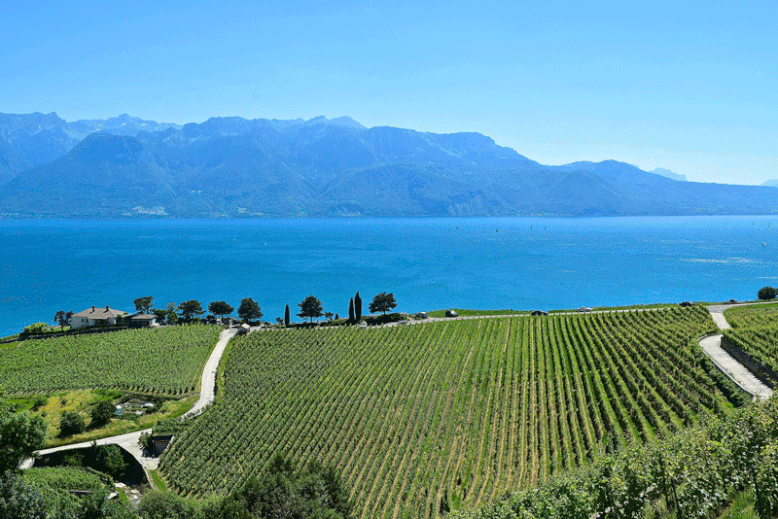 A Scenic Hike through the Vineyards of Lavaux, Switzerland