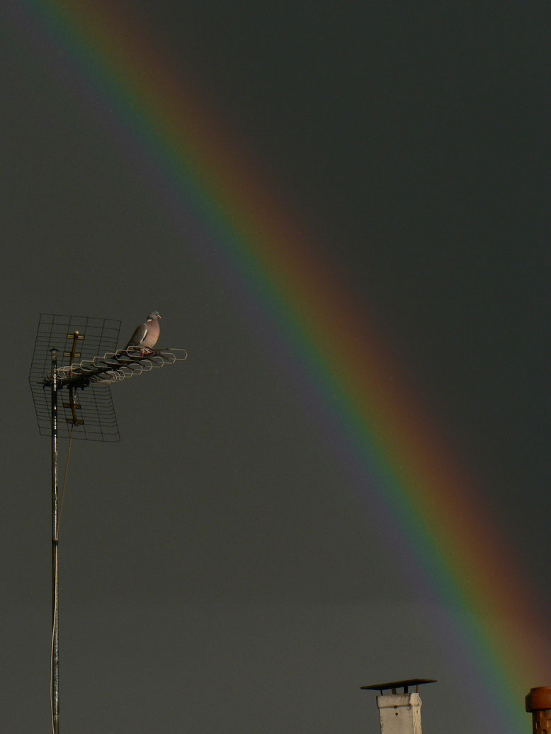Eine Taube sitzt auf einer Hausantenne und über ihr ist ein Regenbogen zu sehen