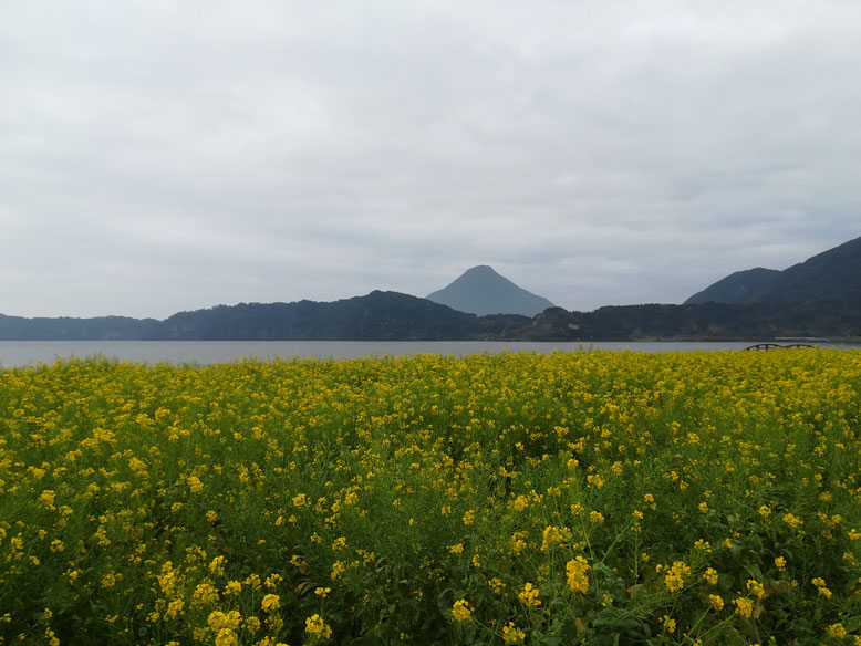 菜の花、池田湖の奥に見えるのは薩摩富士・開聞岳