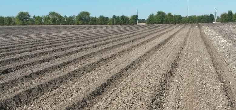 Plantation pépinière lys charrier