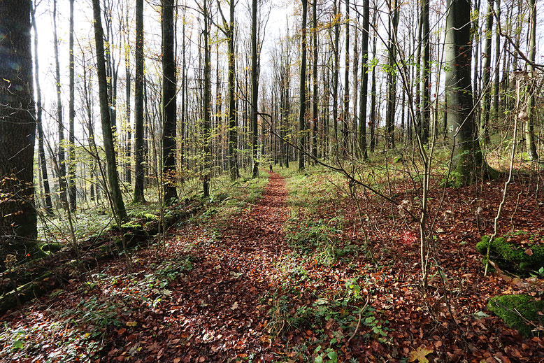 Lichtdurchfluteter Hochwald am Fuß des Schafsteins im Herbst 2014.