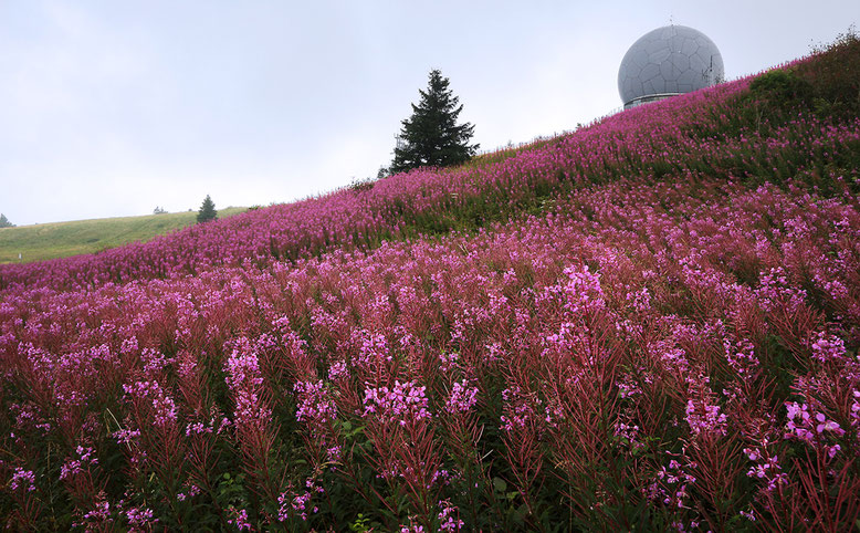 Schmalblättrige Weidenröschen bzw. Epilobium angustifolium, auch Feuerkraut genannt, zwischen Fliegerdenkmal und Radom (Radarkuppel) im Augut 2016. Das Feuerkraut blüht von Juni bis September.