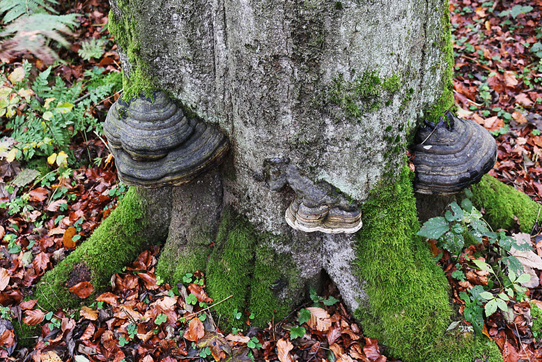 Rund um den Schafstein und auf dessen Kuppe findet man zahlreiche Baumpilze in allen Variationen.