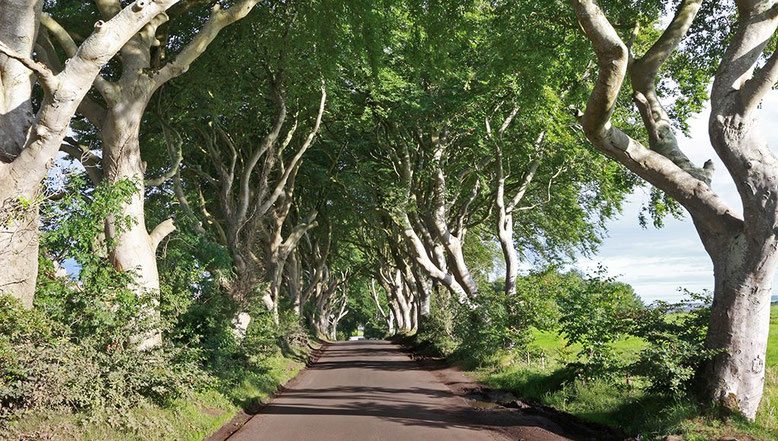 The Dark Hedges.