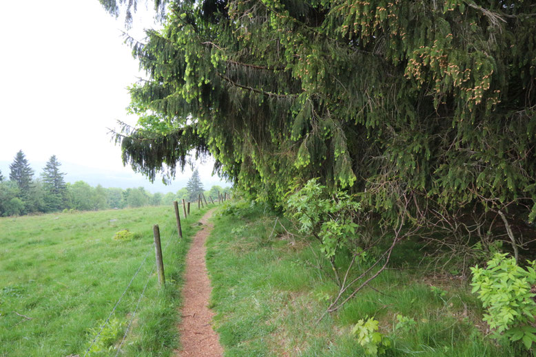 Wanderweg entlang der Waldgrenze am Fuß der Milseburg (Ostseite).