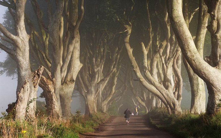 Erste Sonnenstrahlen durchbrechen die Nebelbänke über The Dark Hedges.
