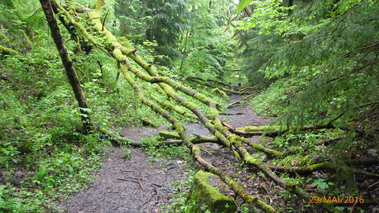 Parcours mit Hindernissen abseits des Basaltsees.