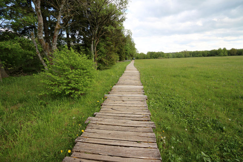 Der Naturlehrpfad führt zunächst entlang einer weit auslaufenden Wiesenfläche.