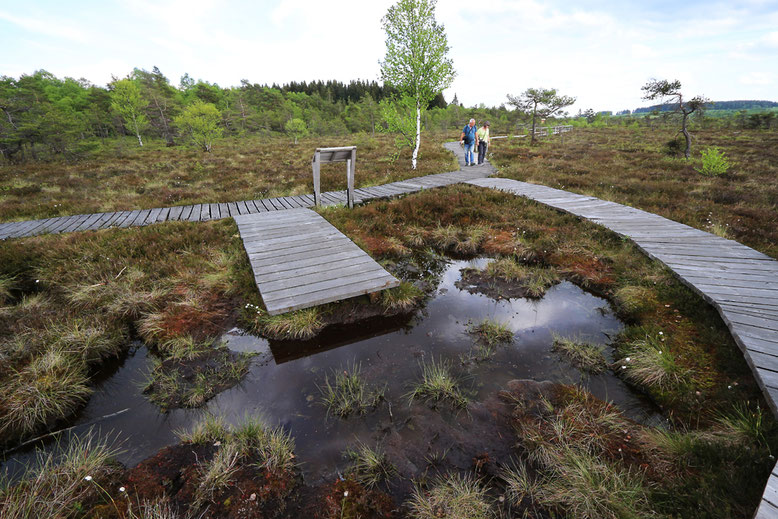 Wegegabel im Zentralmoor. Der Holzbohlenpfad erschließt lediglich den nordöstlichen Rand der zentralen Moorfläche, der größte Teil des Moores bleibt völlig unberührt. 