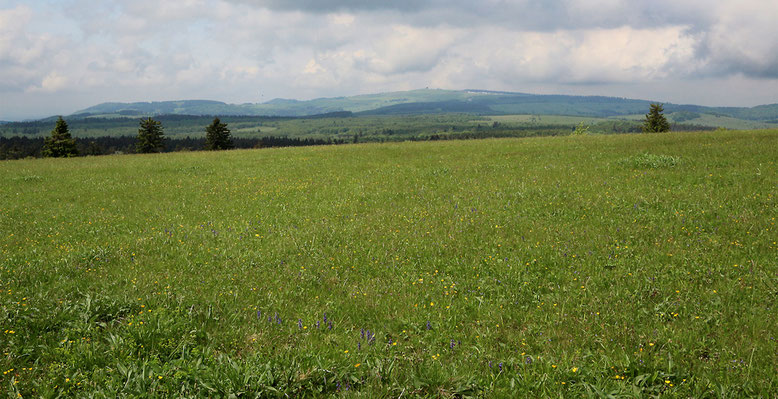 Wiese auf dem Heidelsteinplateau.