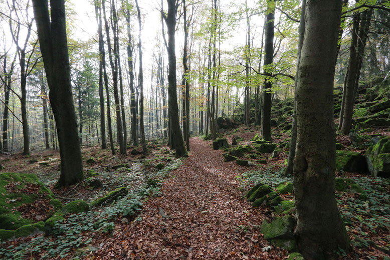 Schöner Fußweg durch den Hochwald unmittelbar unterhalb der Steinwand.