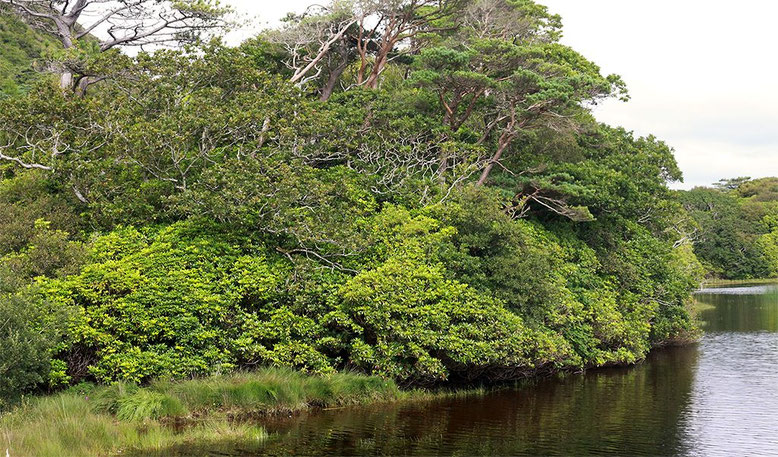 Unterholz mit dichtem Rhododendronbewuchs am Ufer des Pollacapall Lough.