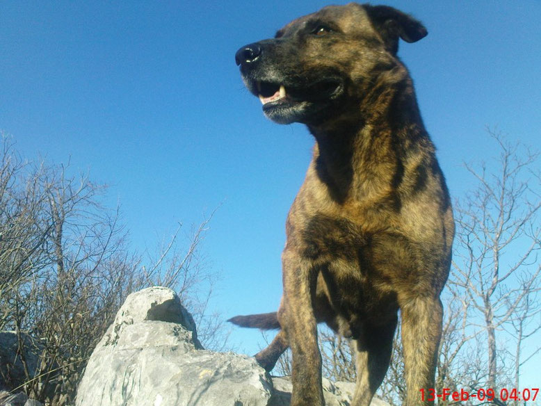 Medo (Teddy bear) on top of the mountain