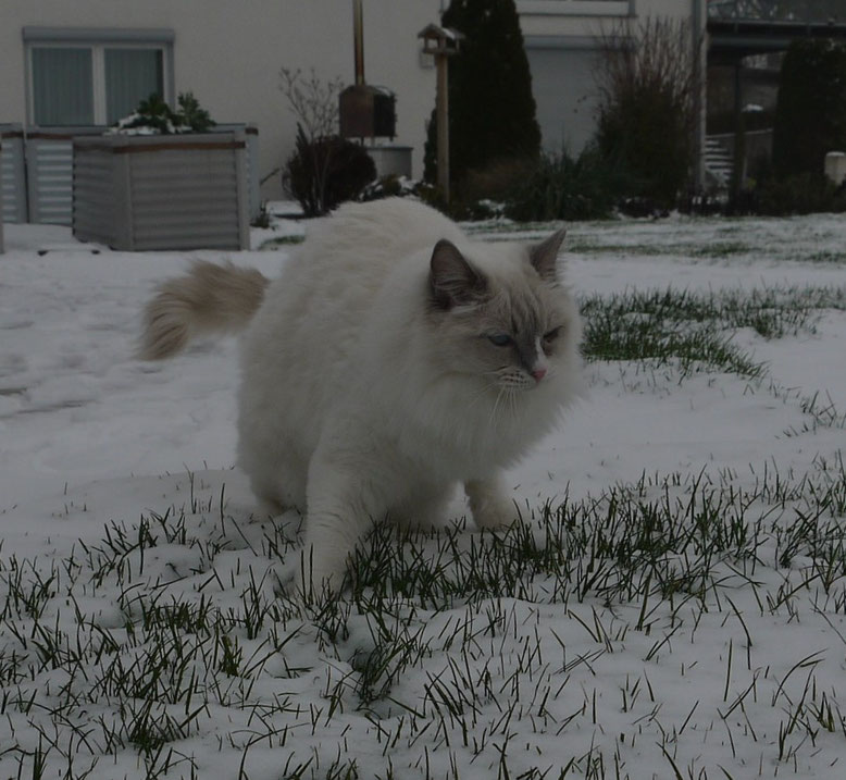 Dezember 2018 - Mag ich nun den Schnee oder nicht?? Ich denke noch drüber nach! Zum Glück jedoch habe ich mein Wintermäntelchen angezogen!!