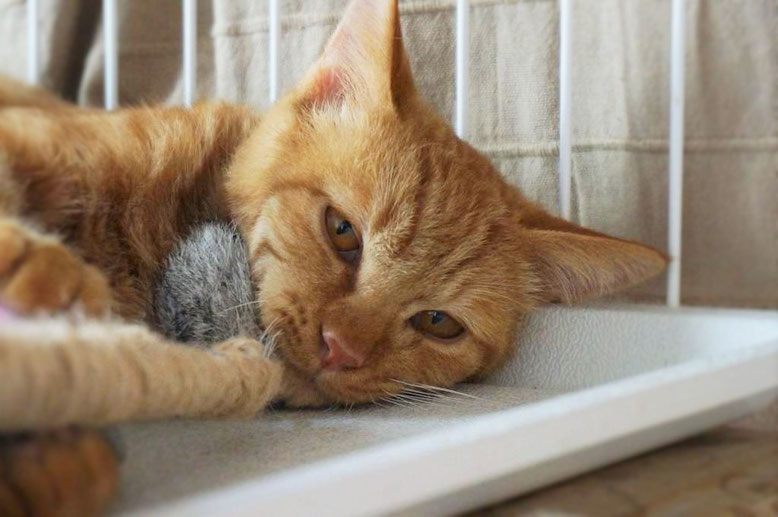 保護猫、子猫のりう