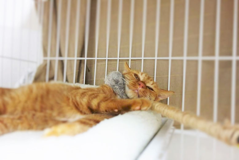保護猫、子猫のりう