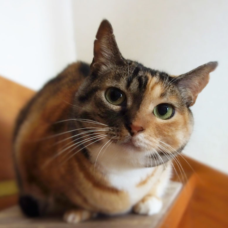 保護猫、三毛猫しじみ
