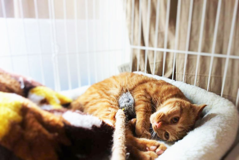 保護猫、子猫のりう