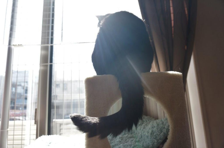 穏やかな猫写真