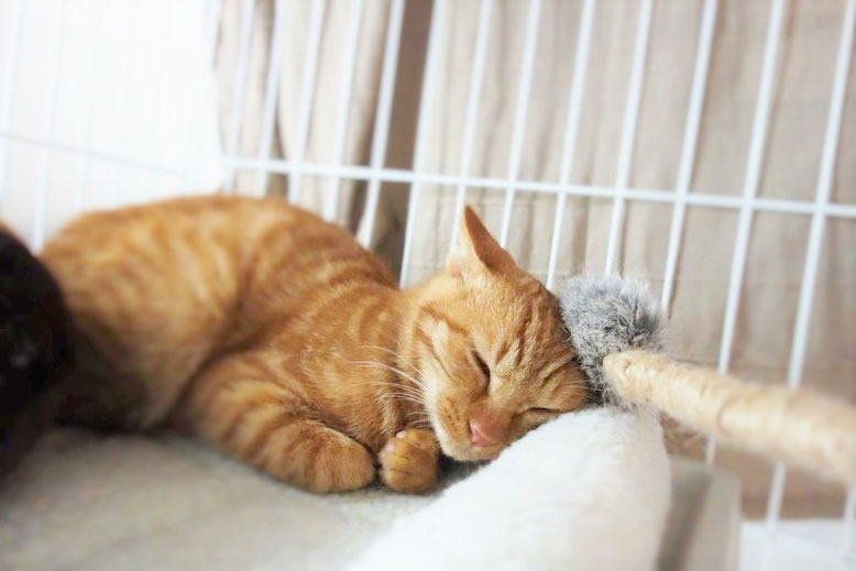 保護猫、子猫のりう